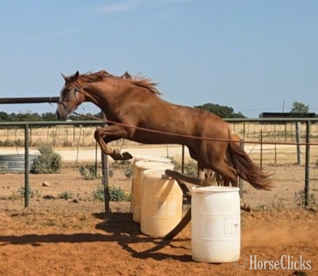 Warmblood - "Popsicle "Pops"" Chestnut Gelding Warmblood