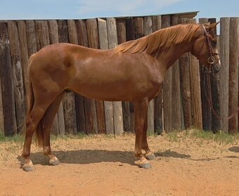 "Popsicle "Pops"" Chestnut Gelding Warmblood