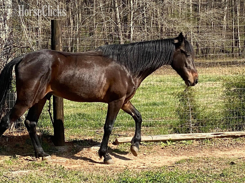 "Baywatcher" Bay Gelding Tennessee Walker - Tennessee Walker