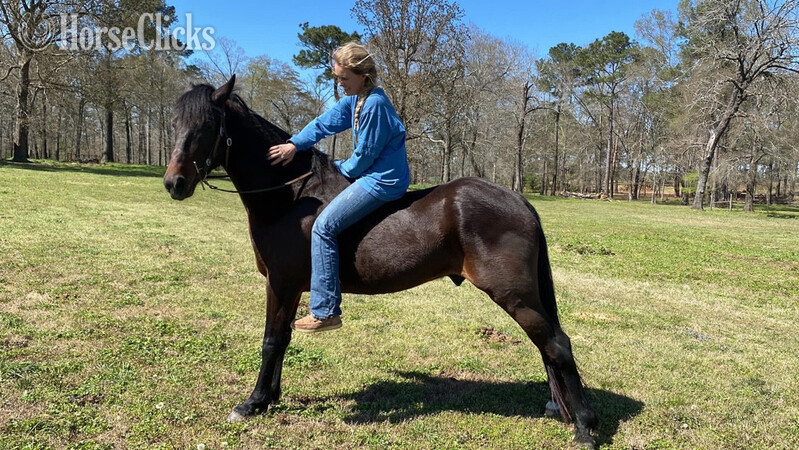 "Baywatcher" Bay Gelding Tennessee Walker in Montana