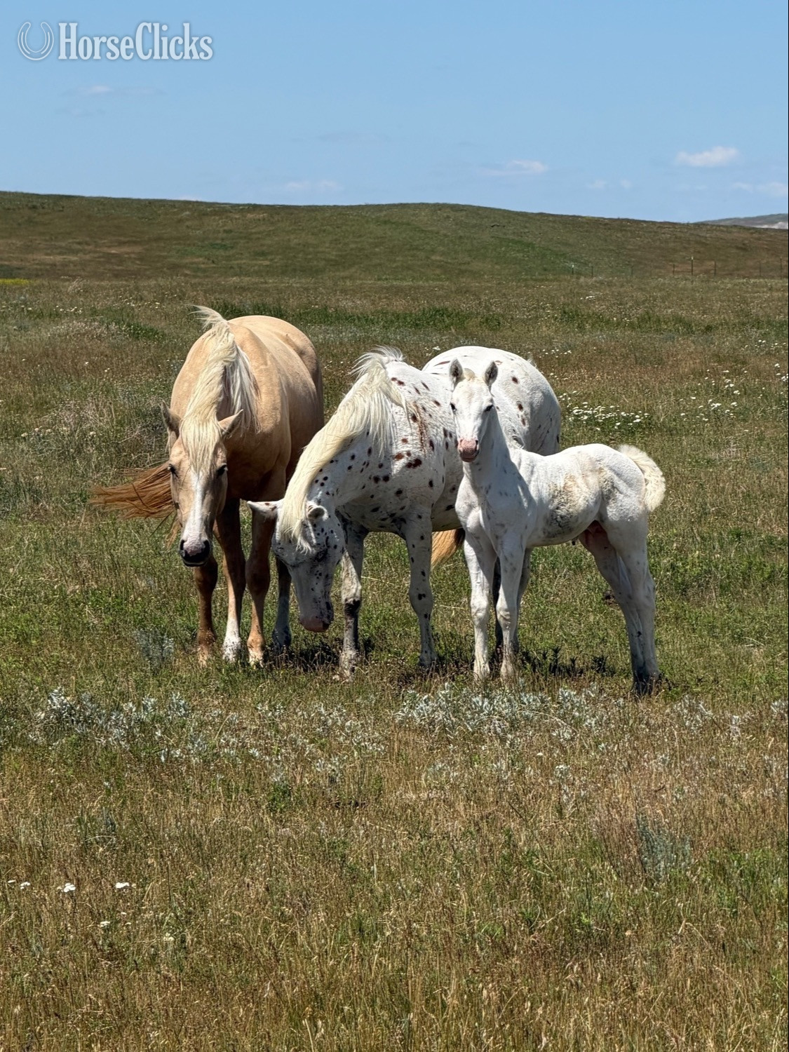 "Oreo 2026 stud colt" Palomino Stallion POA in South Dakota