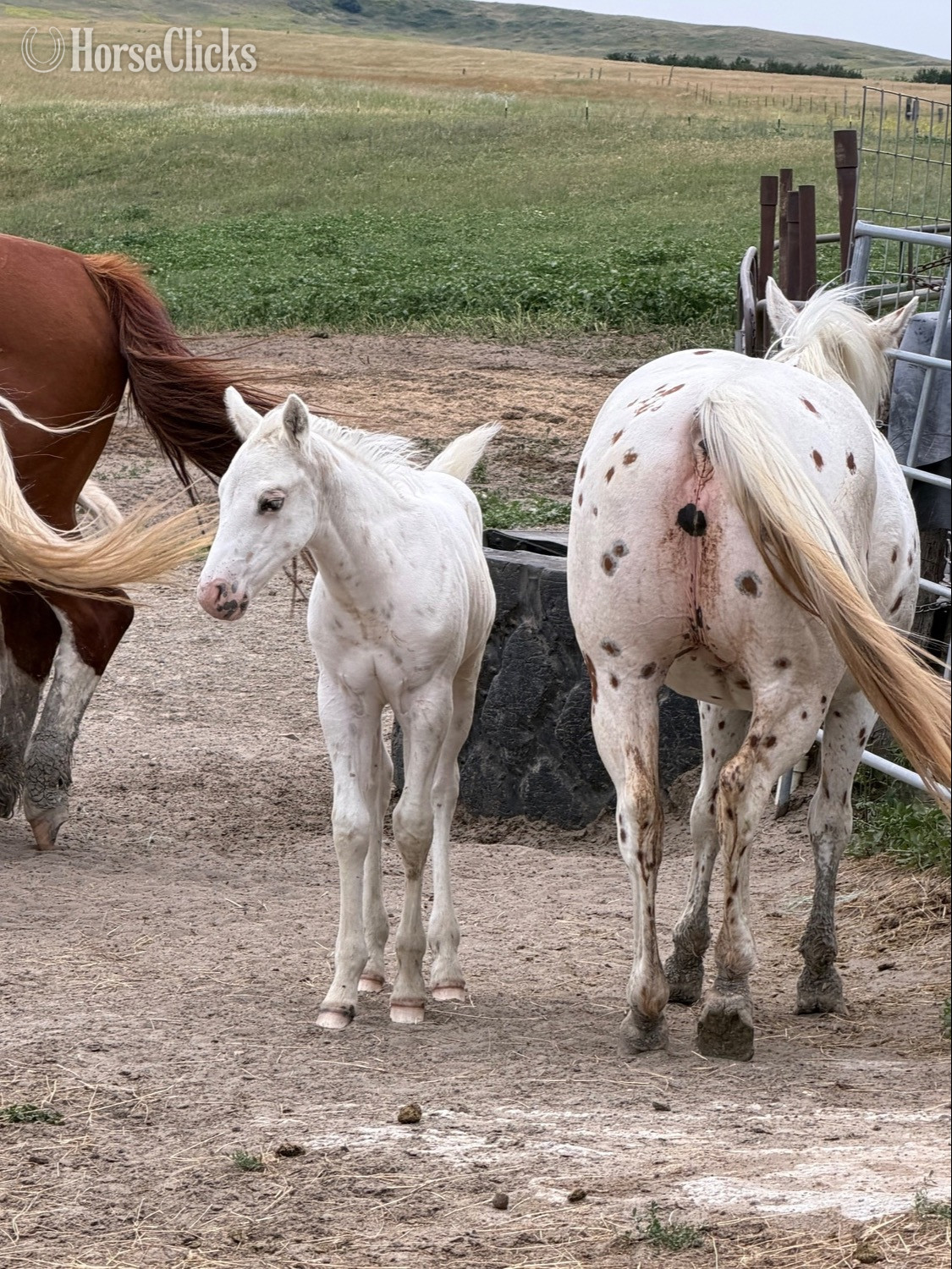 "Oreo 2026 stud colt" Palomino Stallion POA