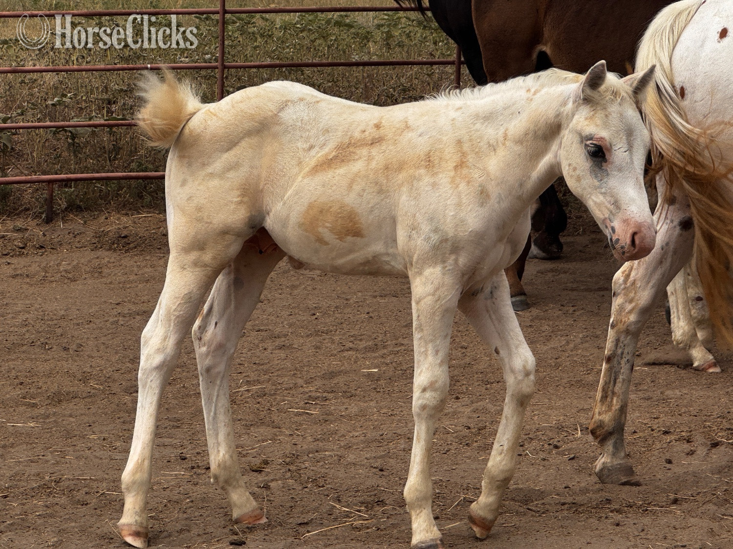 South Dakota "Oreo 2026 stud colt" Palomino Stallion POA