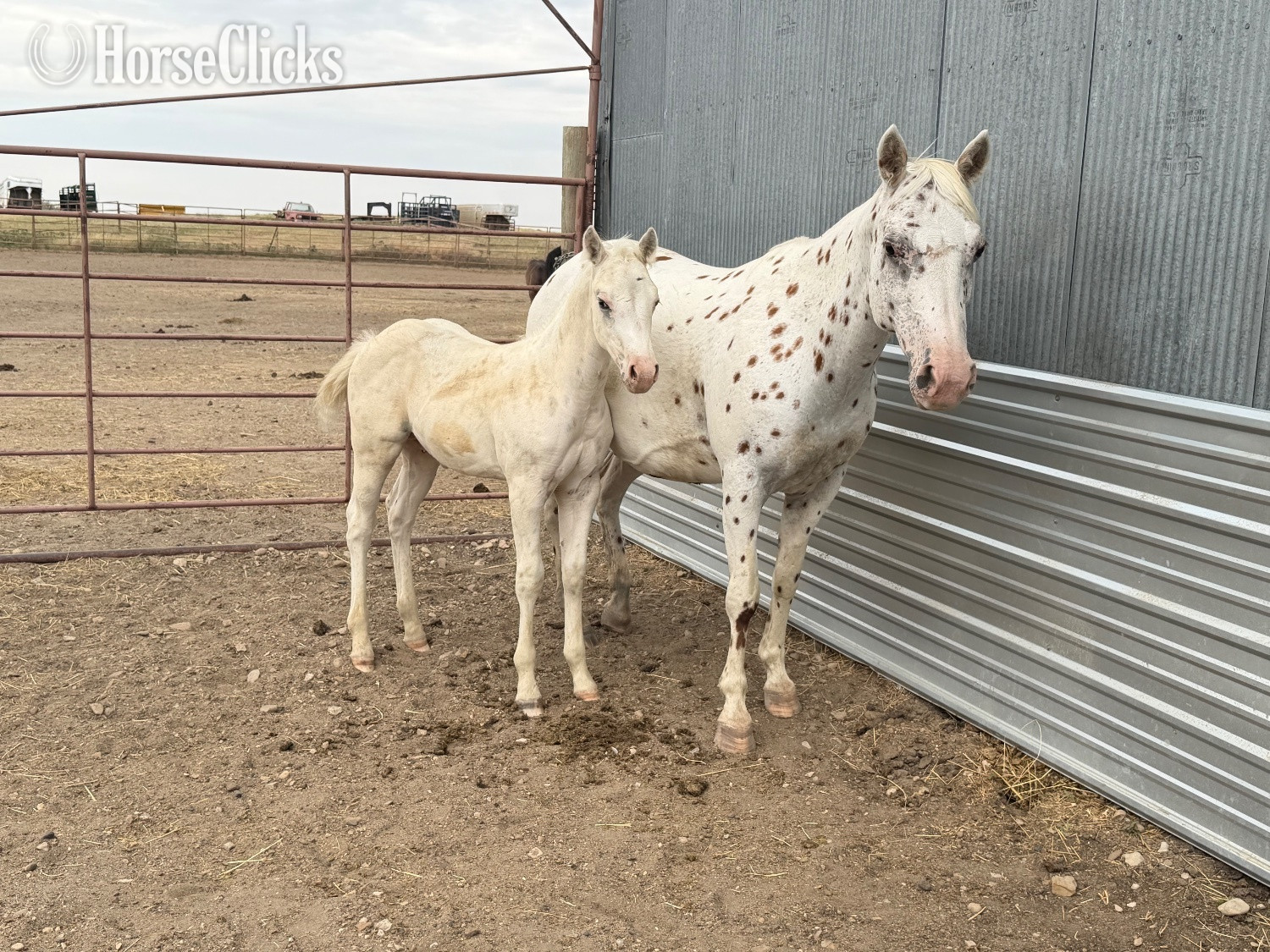 "Oreo 2026 stud colt" Palomino Stallion POA - POA in South Dakota
