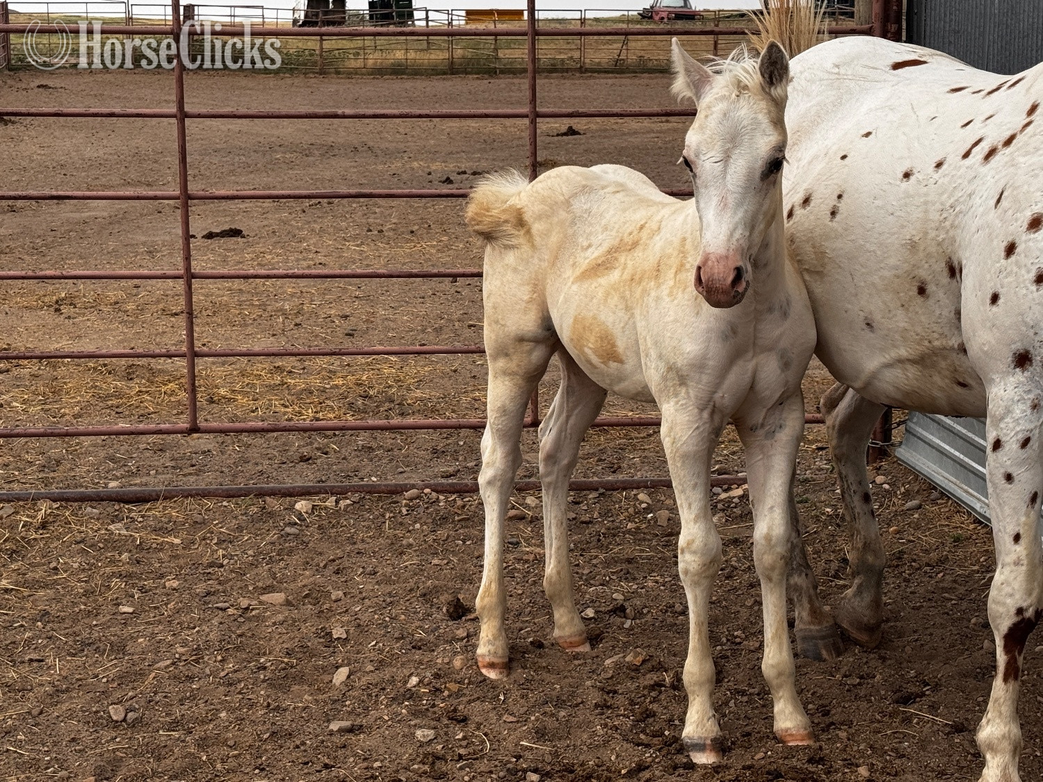 "Oreo 2026 stud colt" Palomino Stallion POA - POA