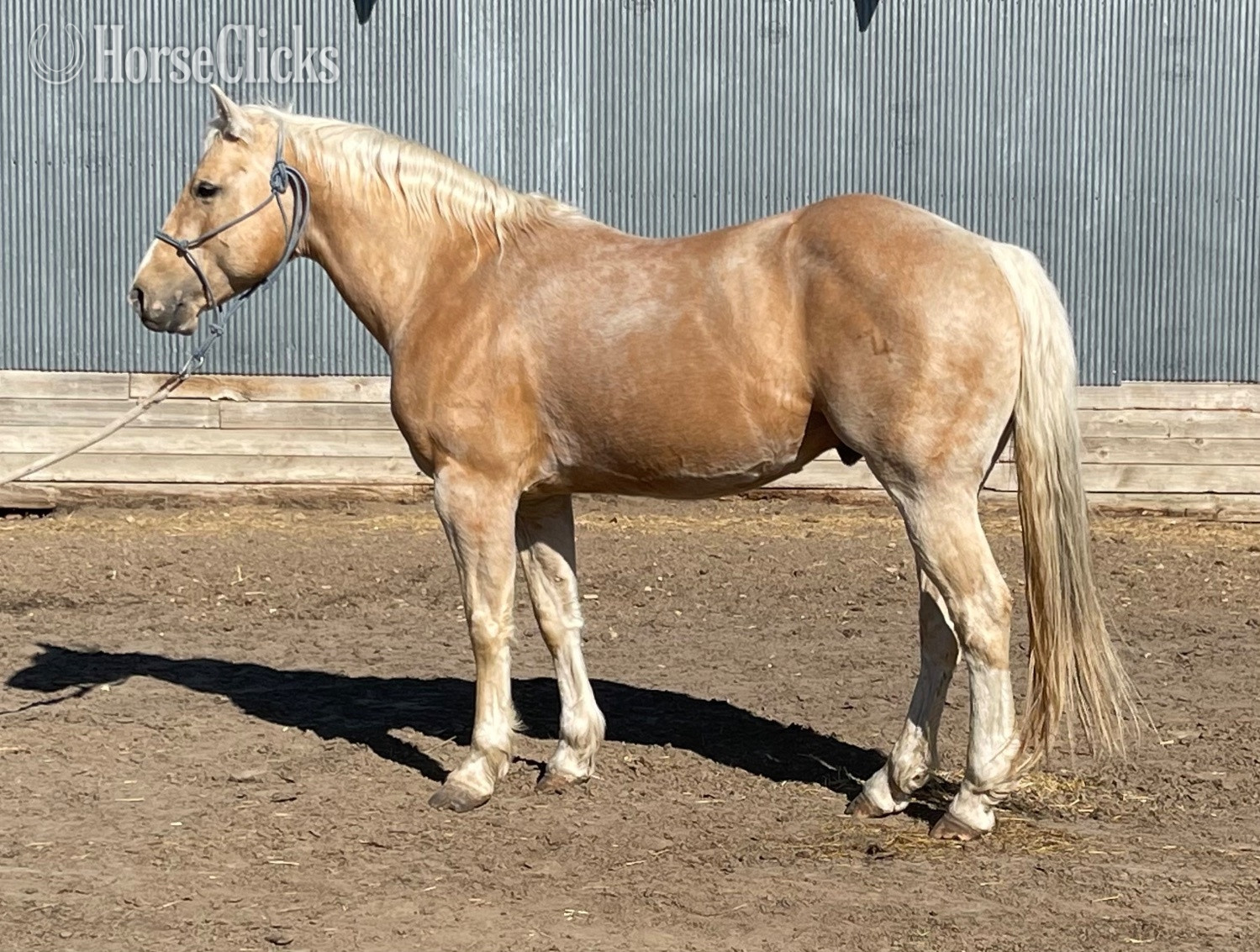 POA - "Oreo 2026 stud colt" Palomino Stallion POA in South Dakota