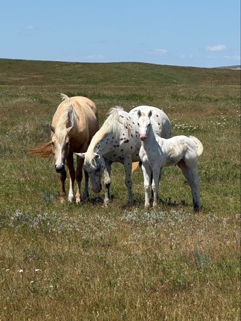 "Oreo 2026 stud colt" Palomino Stallion POA