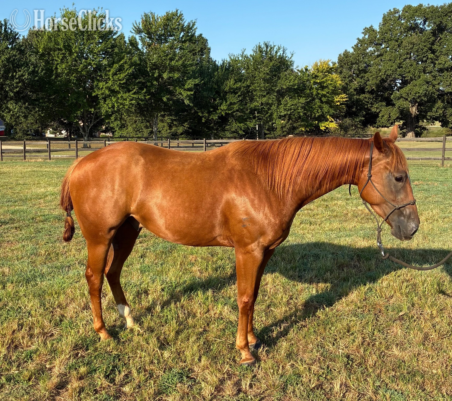 "KJH Dude Jr “Barry”" Sorrel Gelding Quarter Horse in Mississippi