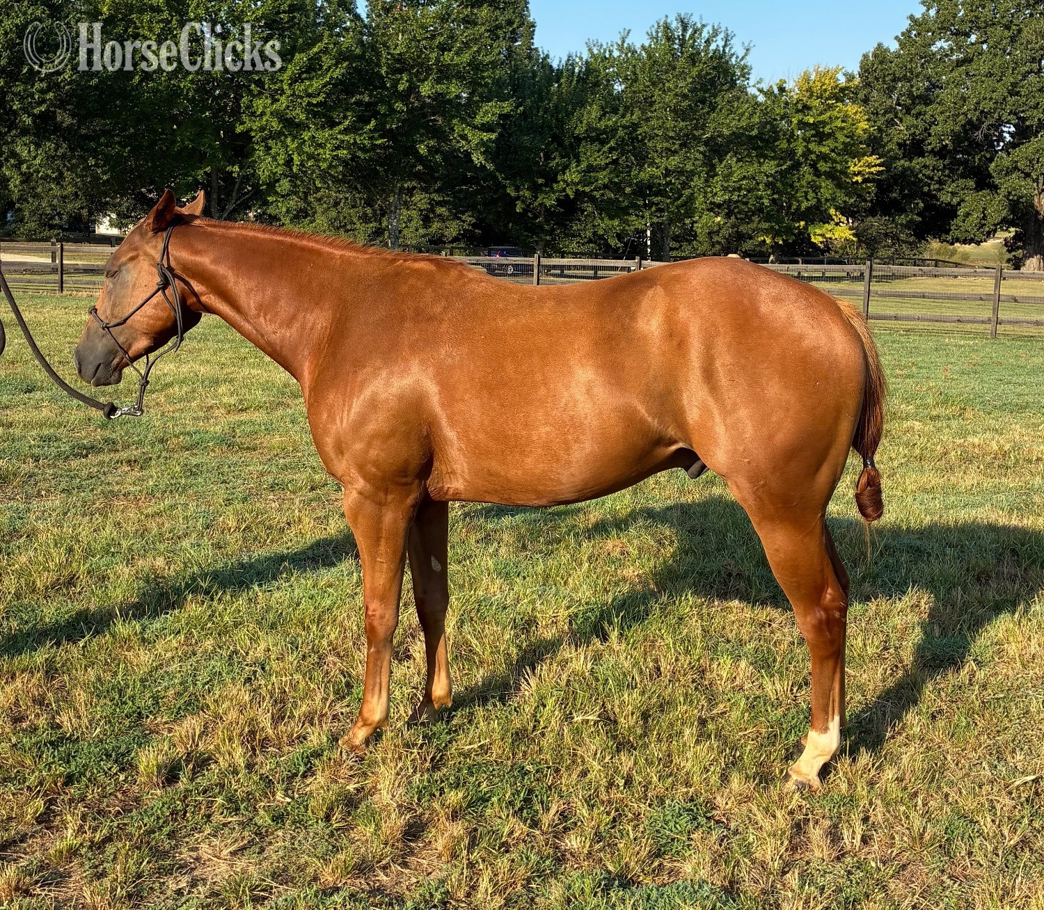 "KJH Dude Jr “Barry”" Sorrel Gelding Quarter Horse