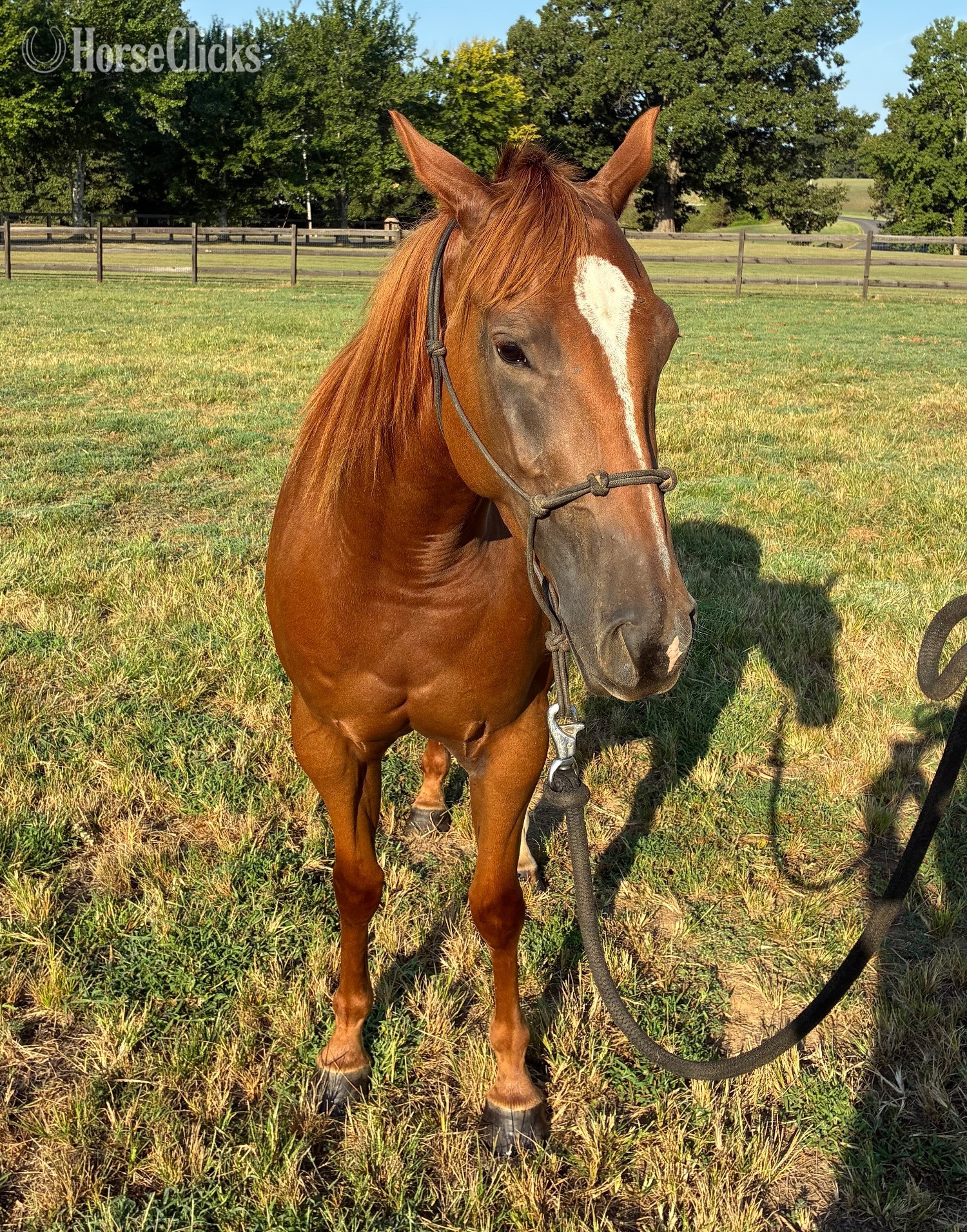 Mississippi "KJH Dude Jr “Barry”" Sorrel Gelding Quarter Horse
