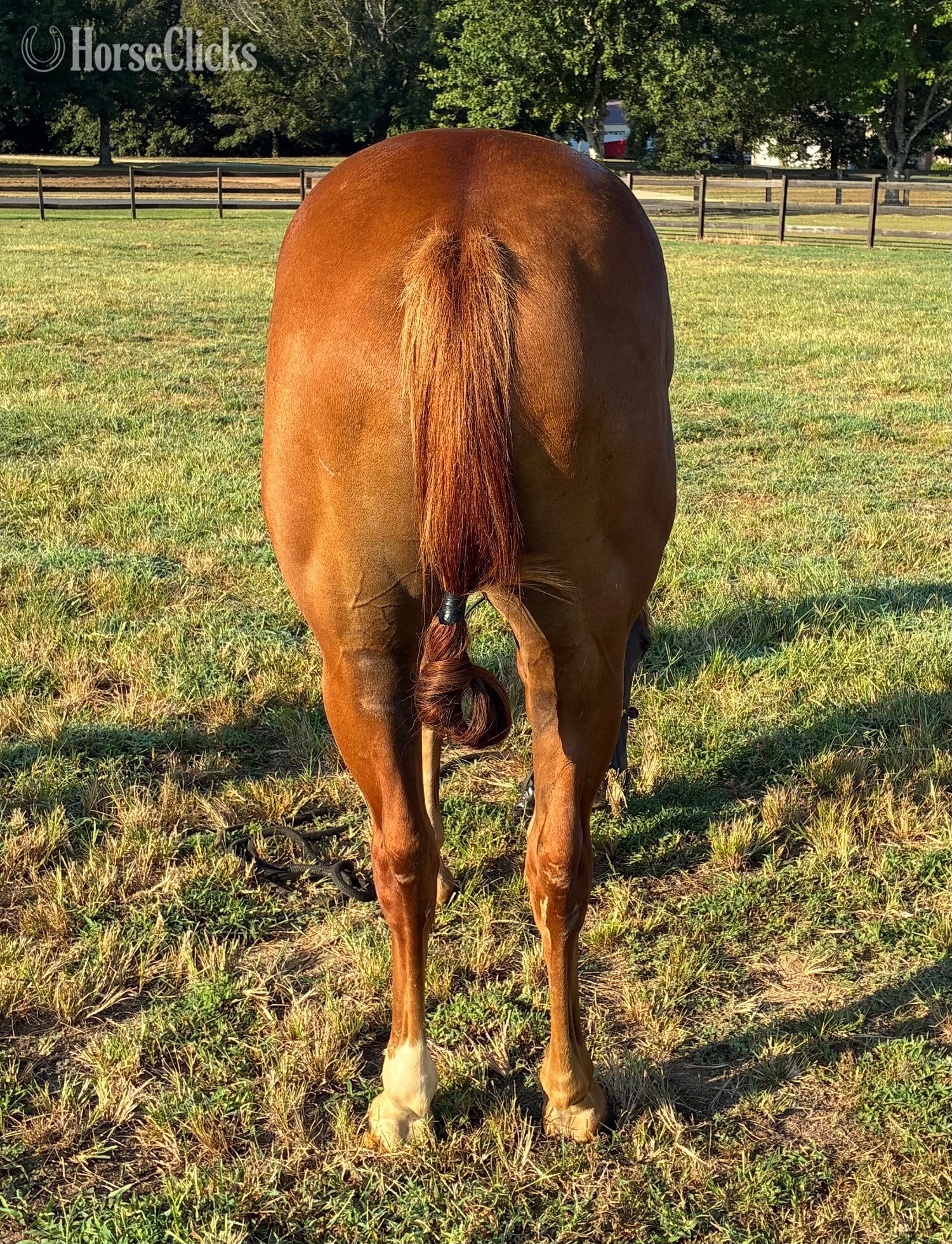 "KJH Dude Jr “Barry”" Sorrel Gelding Quarter Horse - Quarter Horse in Mississippi