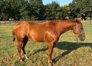 "KJH Dude Jr “Barry”" Sorrel Gelding Quarter Horse