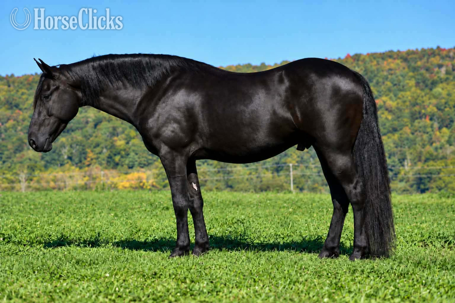"Sport" Black Gelding Friesian - Friesian in Pennsylvania
