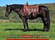 "Sport" Black Gelding Friesian