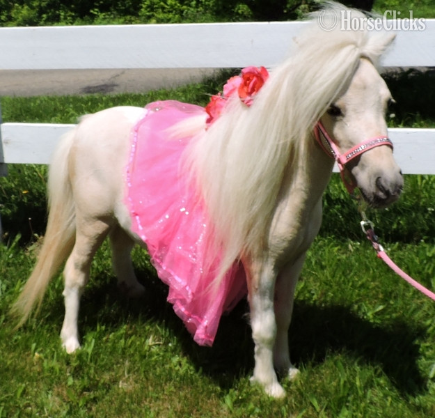 Florida "Please call or text us at *941-548-MINI*" Palomino Mare American Miniature