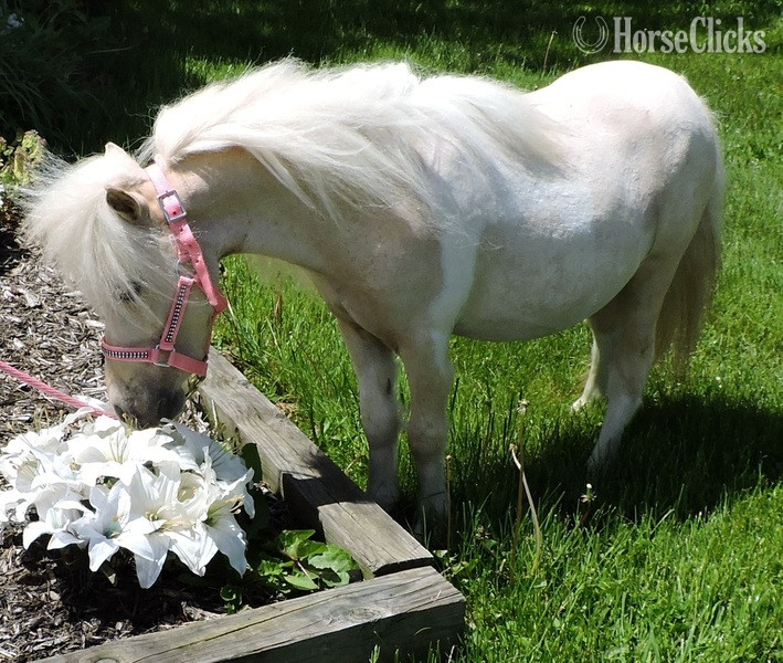 "Please call or text us at *941-548-MINI*" Palomino Mare American Miniature - American Miniature in Florida