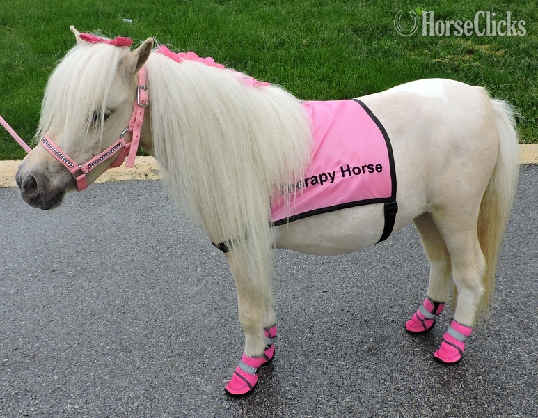 "Please call or text us at *941-548-MINI*" Palomino Mare American Miniature - American Miniature