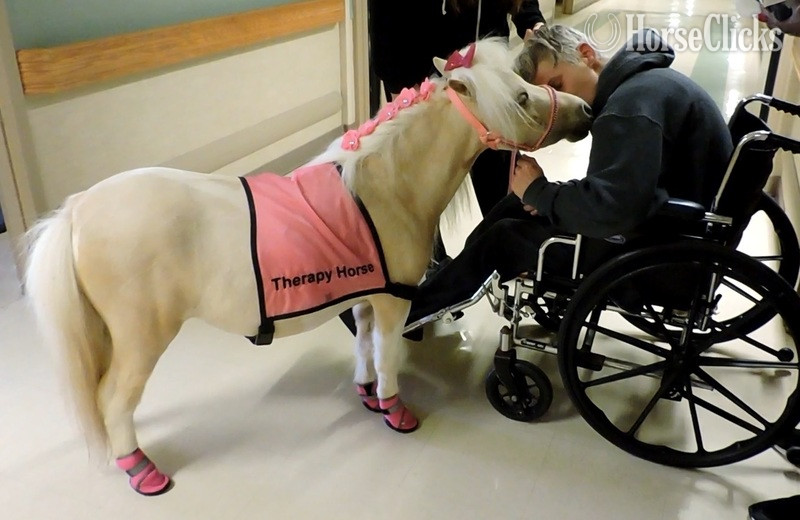 American Miniature - "Please call or text us at *941-548-MINI*" Palomino Mare American Miniature in Florida