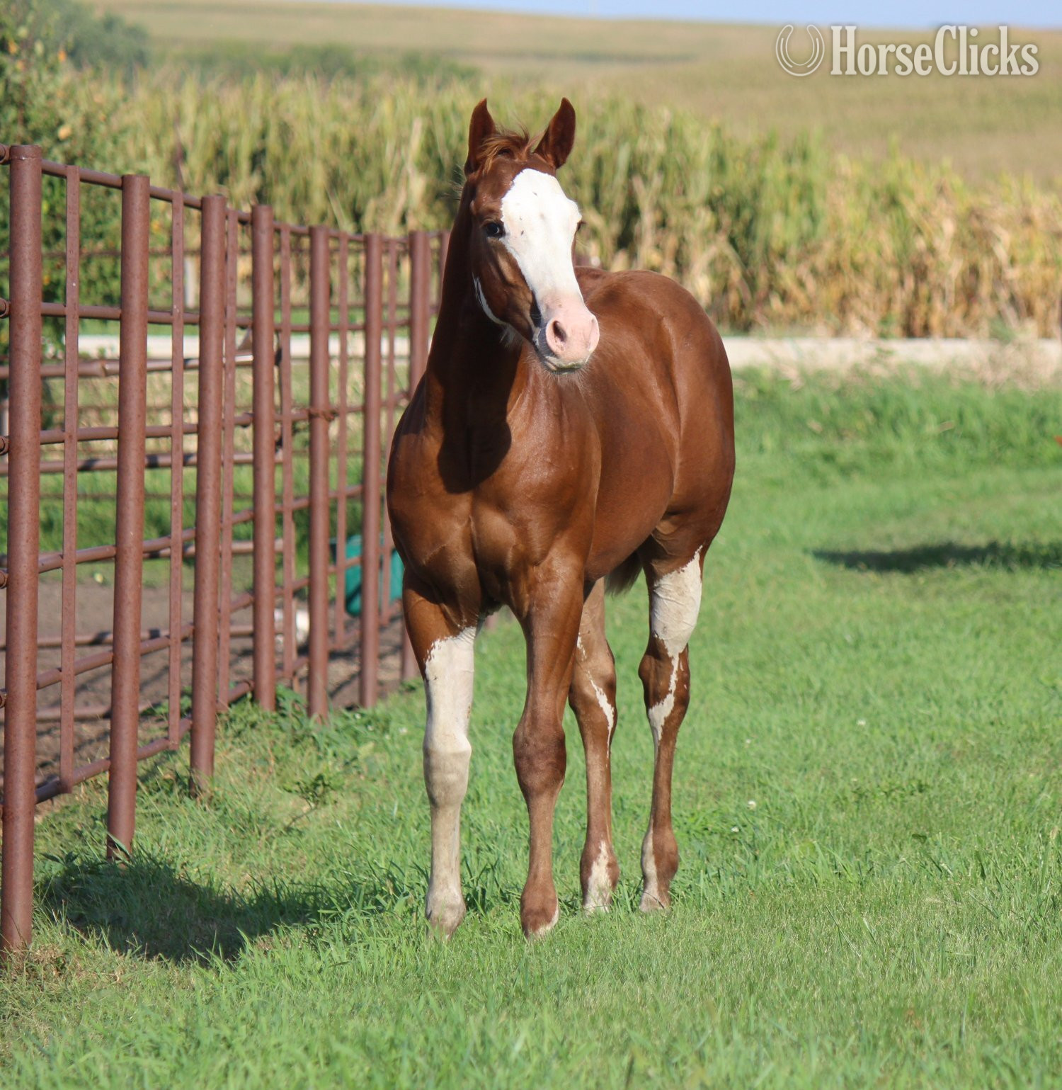 "NV Cash Bar Time**SOLD**" Sorrel Stallion Paint in Iowa