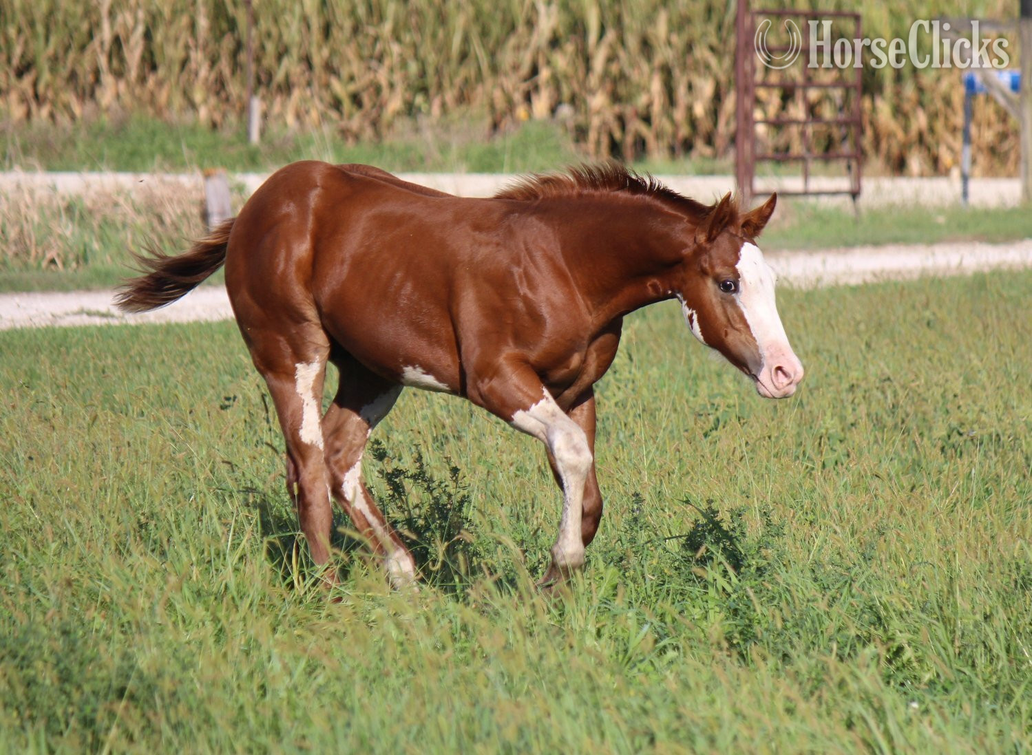 "NV Cash Bar Time**SOLD**" Sorrel Stallion Paint