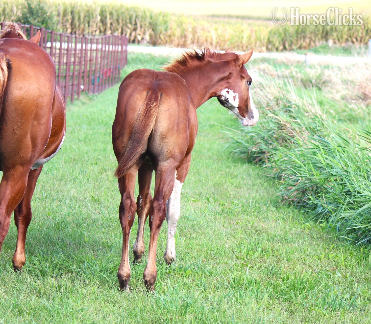 Iowa "NV Cash Bar Time**SOLD**" Sorrel Stallion Paint
