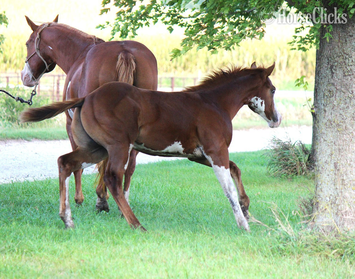"NV Cash Bar Time**SOLD**" Sorrel Stallion Paint - Paint in Iowa