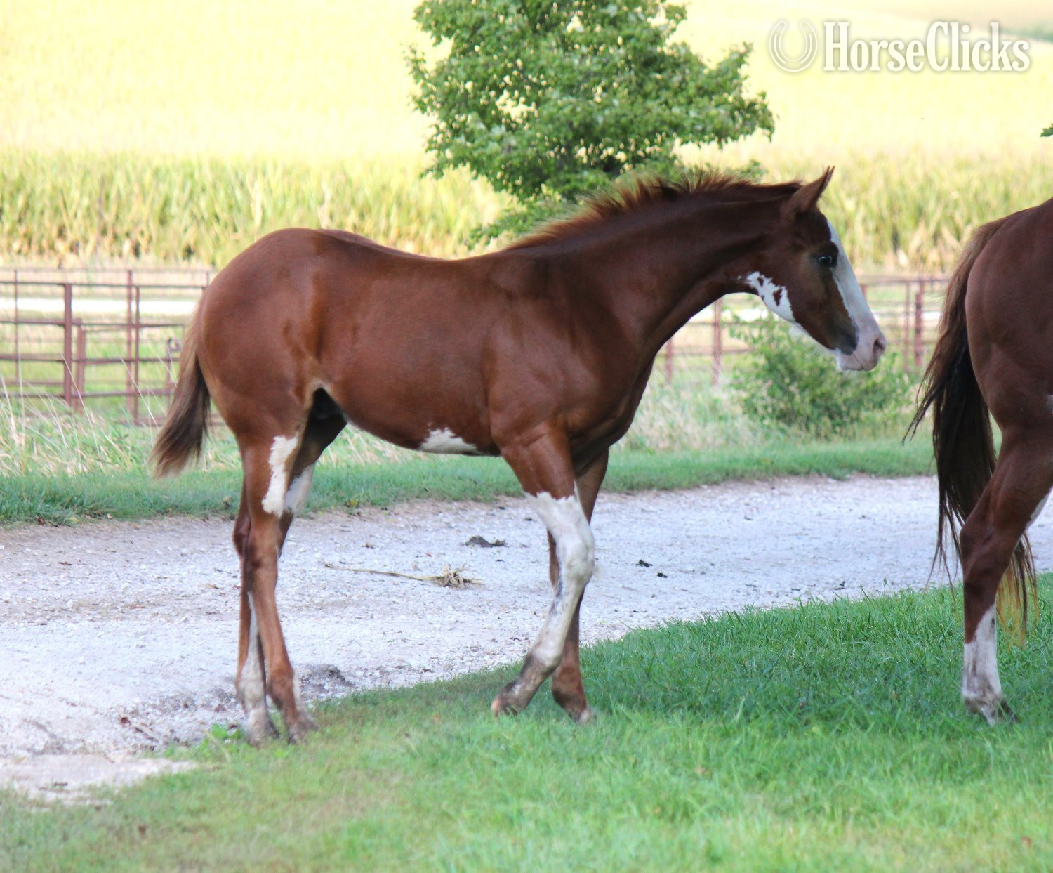 "NV Cash Bar Time**SOLD**" Sorrel Stallion Paint - Paint