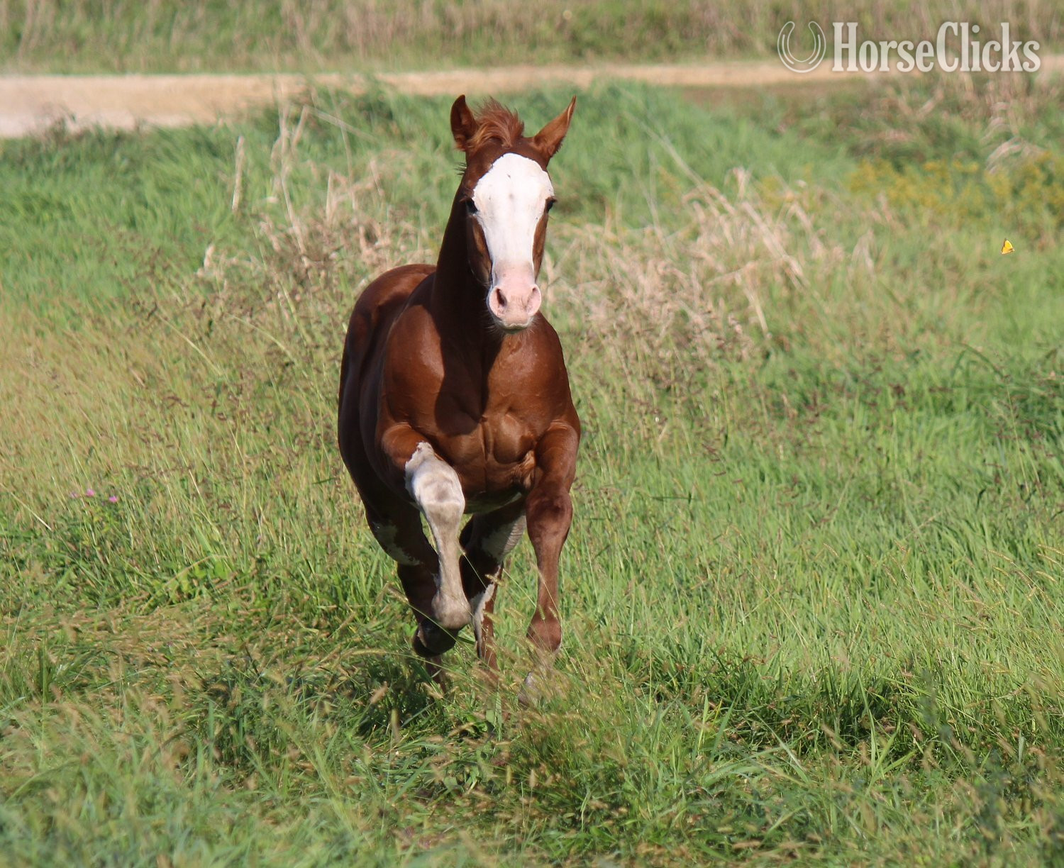"NV Cash Bar Time**SOLD**" Sorrel Stallion Paint Iowa