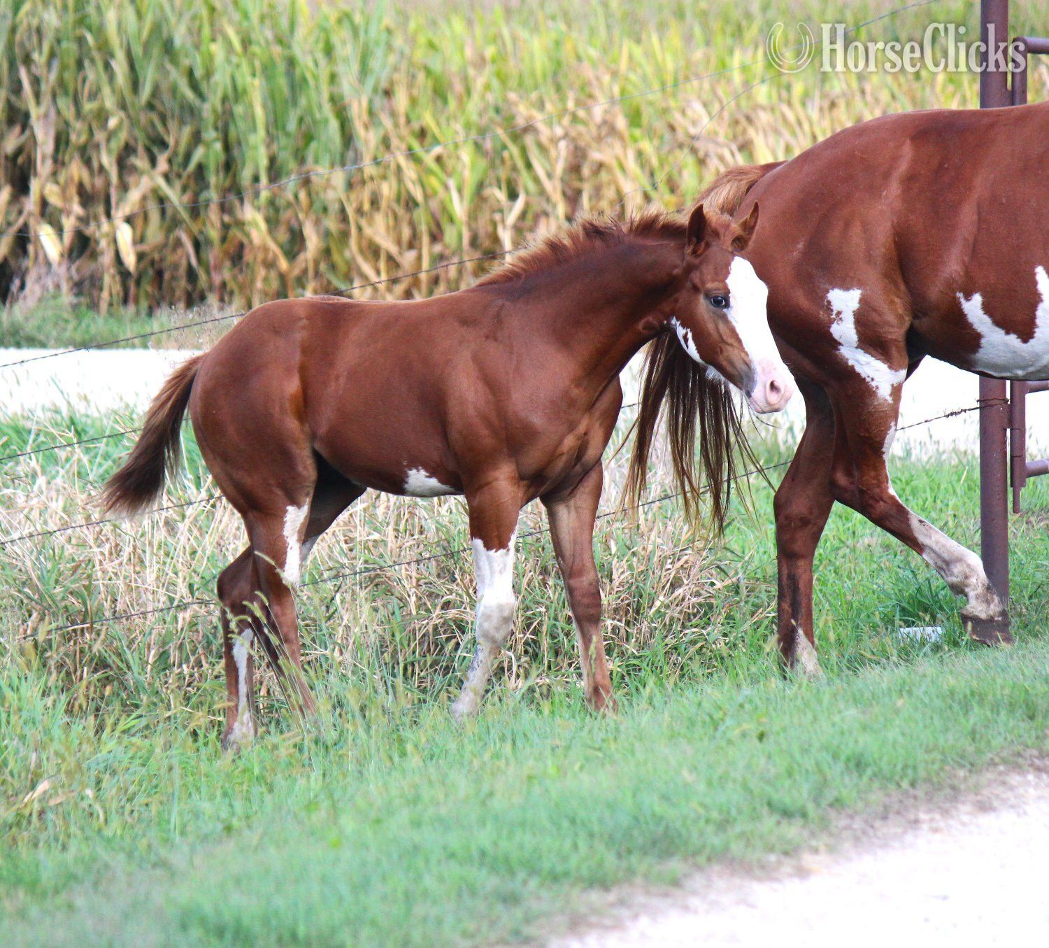 Paint - "NV Cash Bar Time**SOLD**" Sorrel Stallion Paint in Iowa