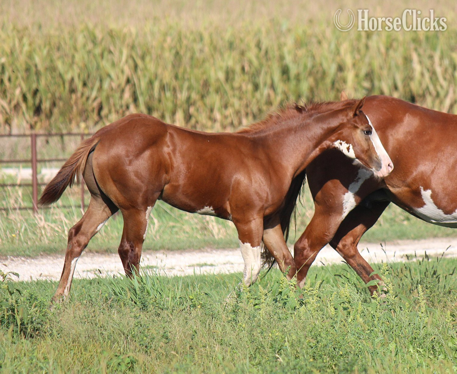 Paint - "NV Cash Bar Time**SOLD**" Sorrel Stallion Paint