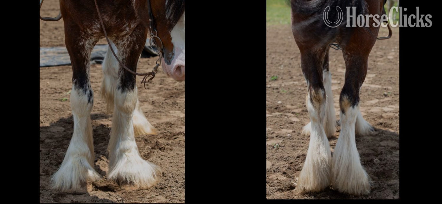 "Chief" Bay Gelding Clydesdale