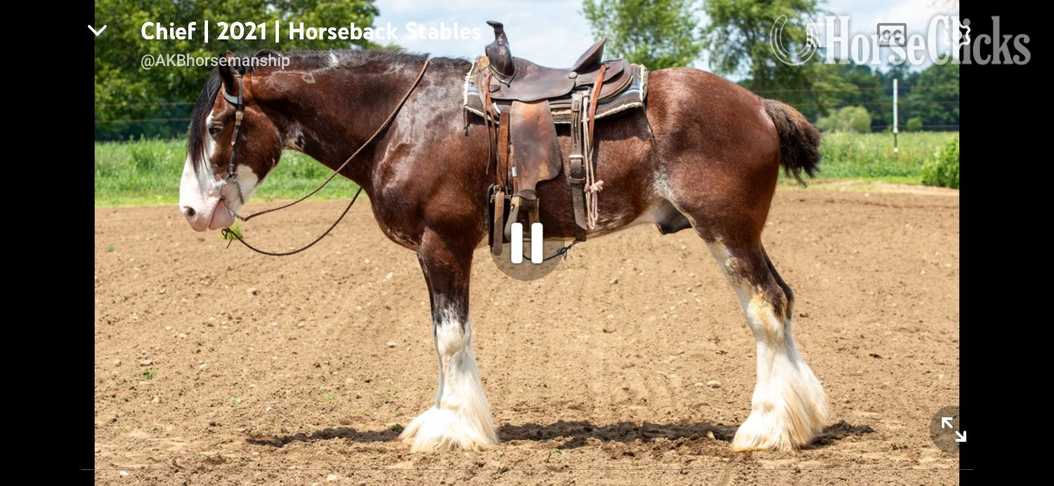 Pennsylvania "Chief" Bay Gelding Clydesdale