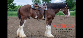 "Chief" Bay Gelding Clydesdale