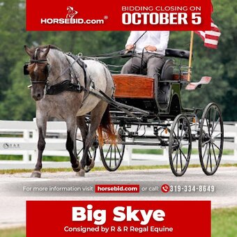 "Big Skye" Blue Roan Gelding Draft