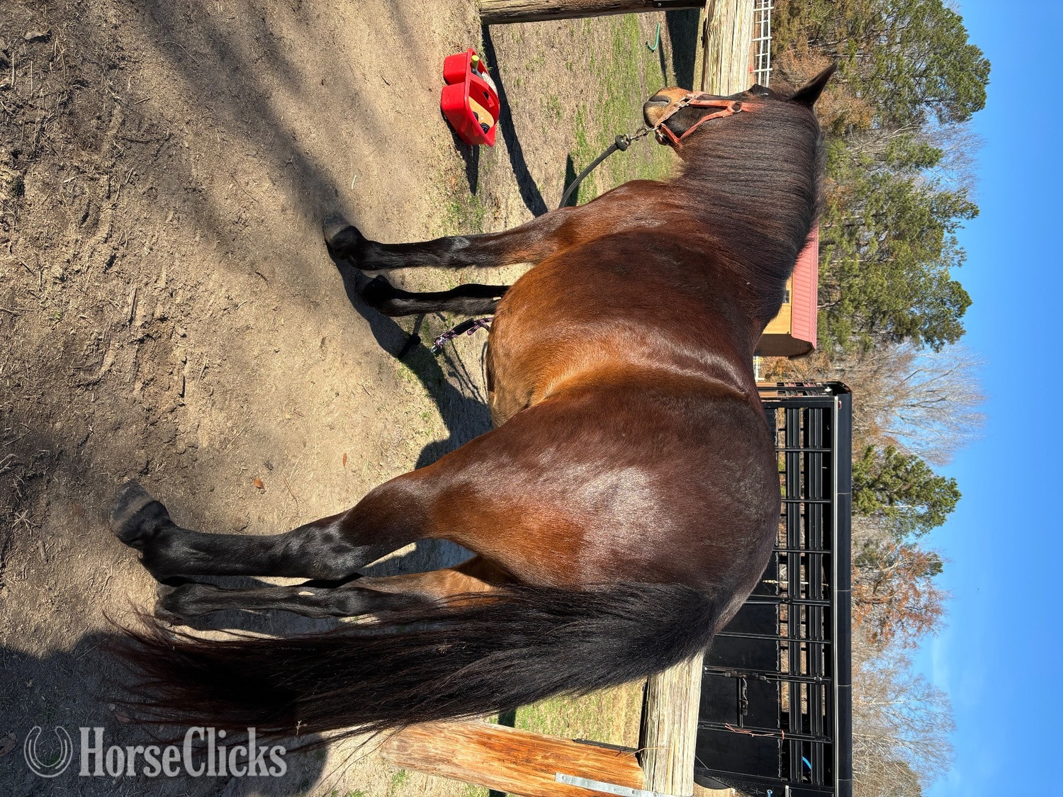 "Molly" Bay Mare Pony in South Carolina