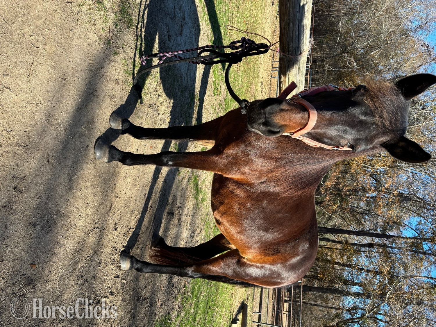 "Molly" Bay Mare Pony
