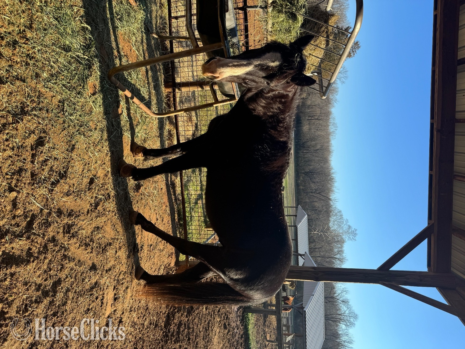"BARS HIGH BROW KING" Black Gelding Quarter Horse in Georgia