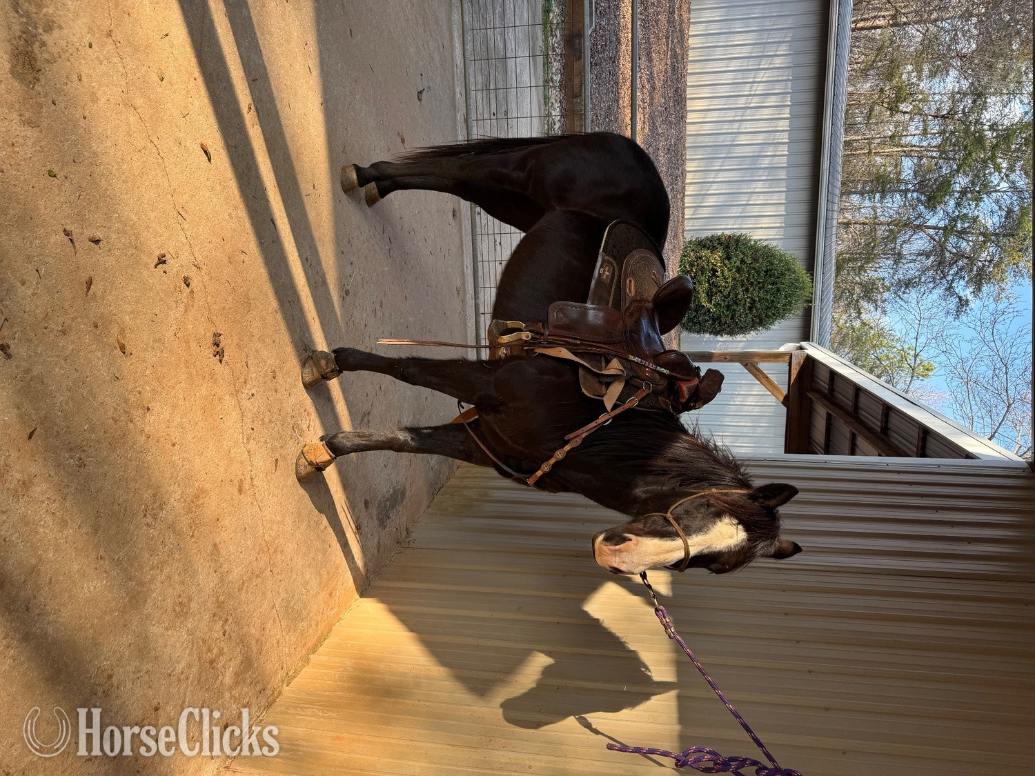 "BARS HIGH BROW KING" Black Gelding Quarter Horse