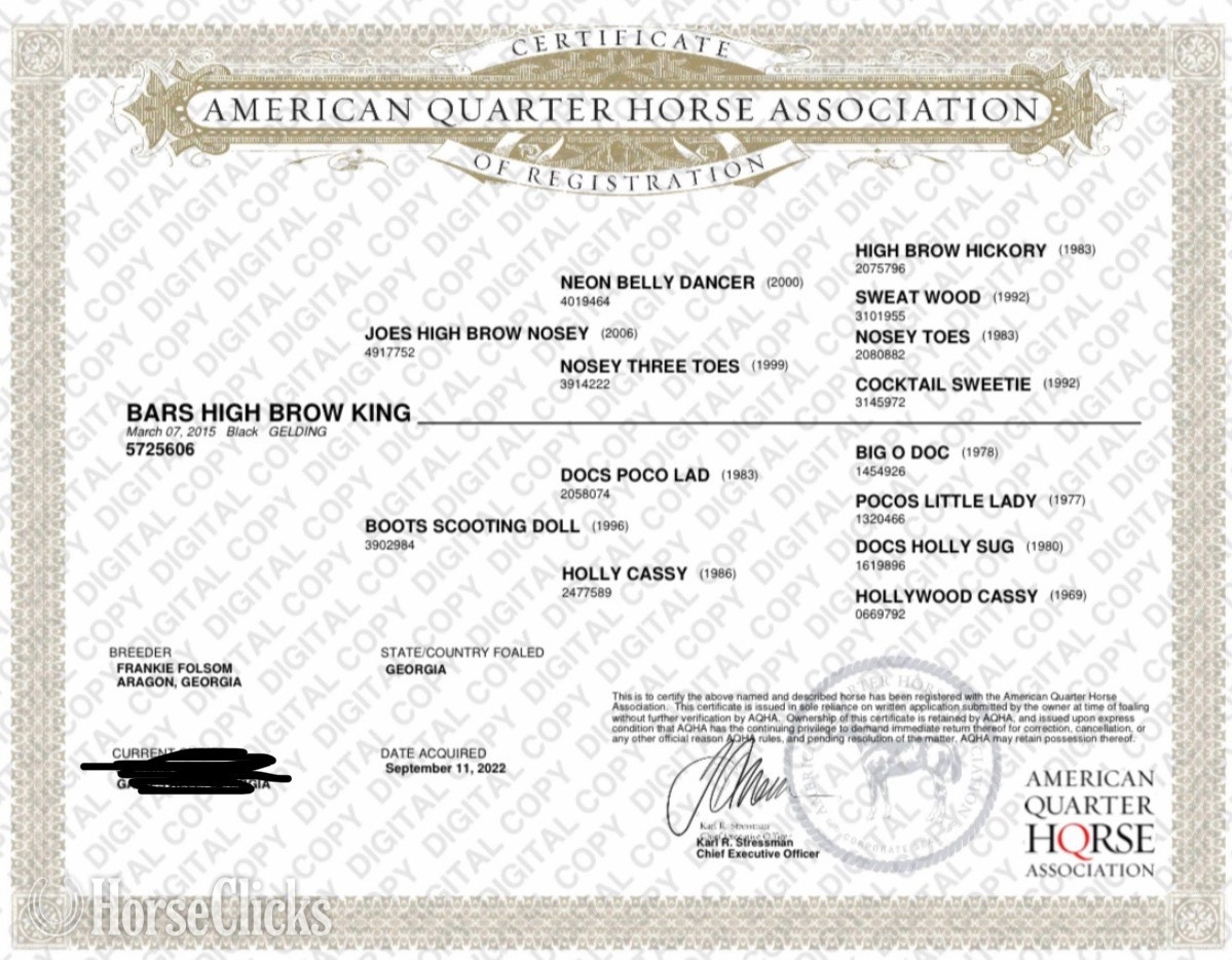 Georgia "BARS HIGH BROW KING" Black Gelding Quarter Horse