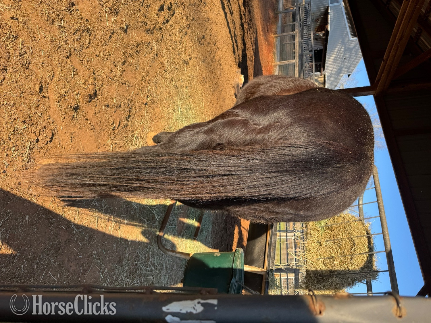 "BARS HIGH BROW KING" Black Gelding Quarter Horse - Quarter Horse in Georgia
