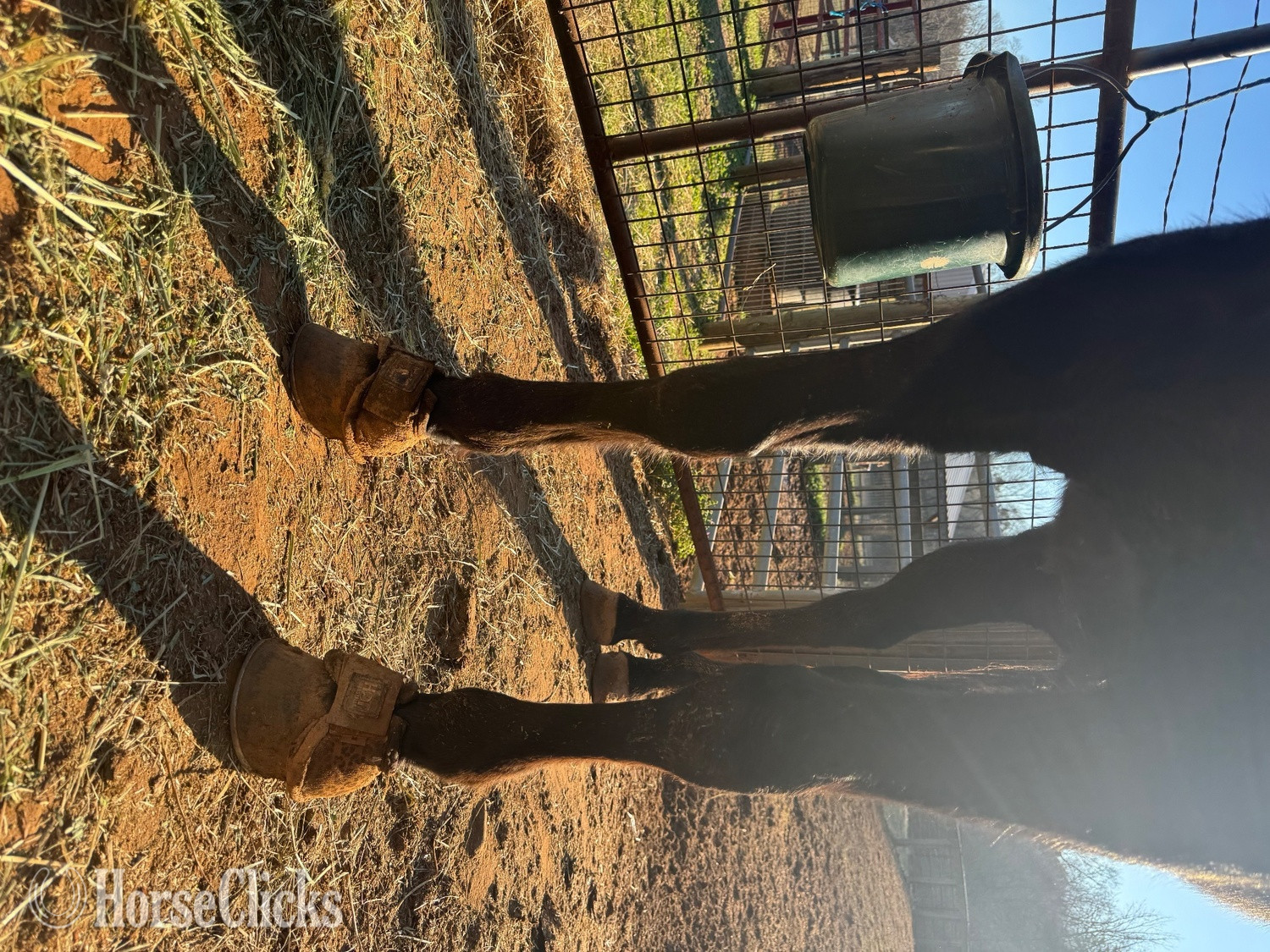 "BARS HIGH BROW KING" Black Gelding Quarter Horse - Quarter Horse