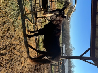 "BARS HIGH BROW KING" Black Gelding Quarter Horse
