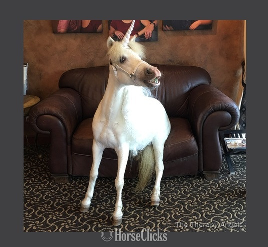 "Please call or text us at *941-548-MINI*" Pinto Mare American Miniature in Florida