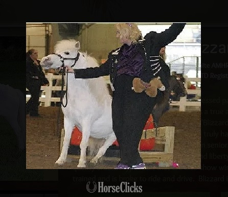 "Please call or text us at *941-548-MINI*" Pinto Mare American Miniature