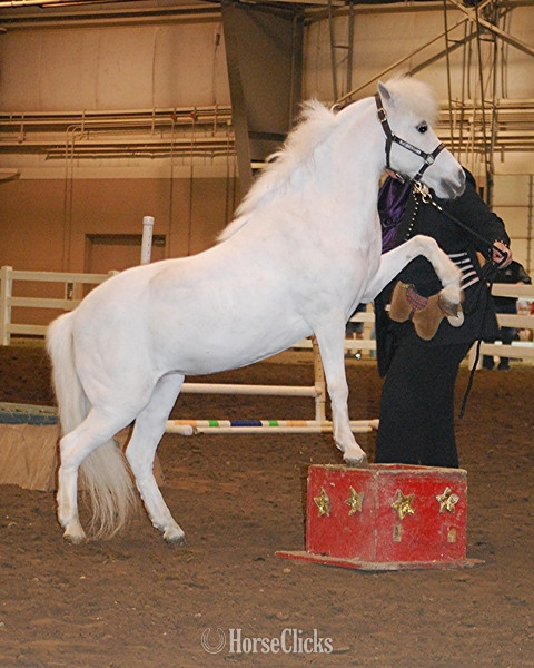 "Please call or text us at *941-548-MINI*" Pinto Mare American Miniature - American Miniature in Florida