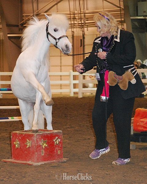 "Please call or text us at *941-548-MINI*" Pinto Mare American Miniature - American Miniature