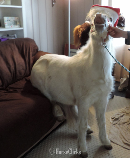 American Miniature - "Please call or text us at *941-548-MINI*" Pinto Mare American Miniature in Florida