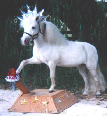American Miniature - "Please call or text us at *941-548-MINI*" Pinto Mare American Miniature