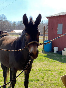 "Molly " Black Mare Mule