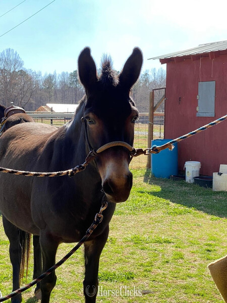 "Molly " Black Mare Mule in Montana